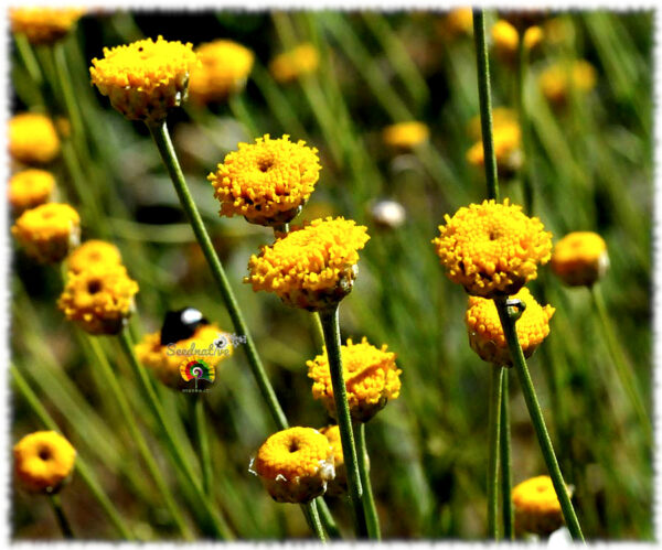 Botonera - Santolina rosmarinifolia - 500 semillas