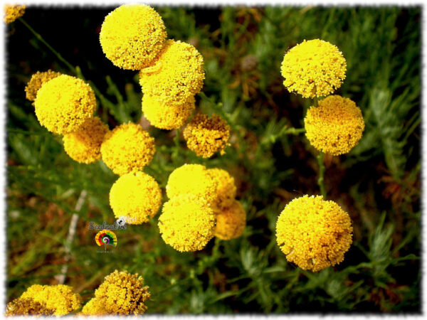 Botonera - Santolina rosmarinifolia - 500 semillas - Imagen 2