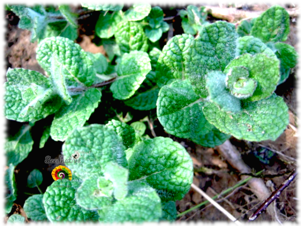 Mastranzo - Mentha rotundifolia - 1000 semillas - Imagen 5