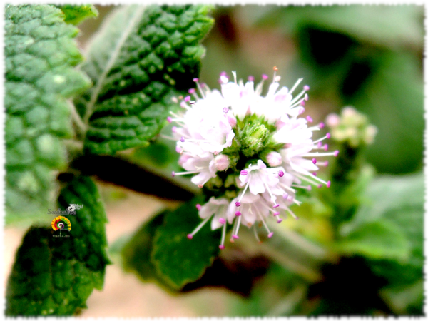 Mastranzo - Mentha rotundifolia - 1000 semillas - Imagen 4