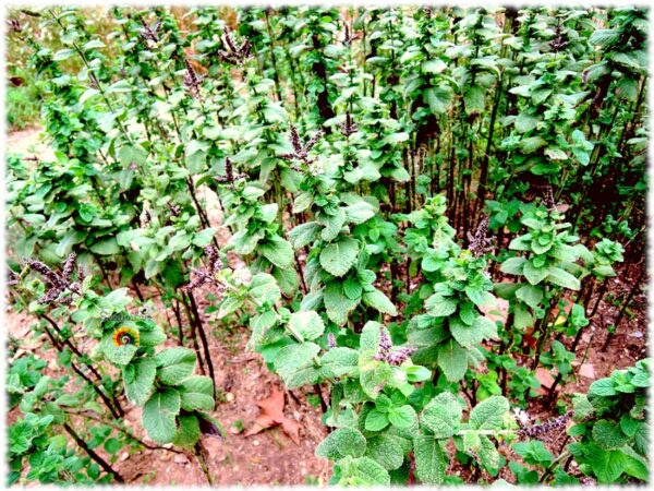 Mastranzo - Mentha rotundifolia - 1000 semillas - Imagen 3