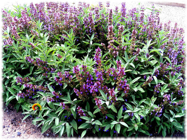 Salvia - Salvia officinalis - 300 semillas - Imagen 2