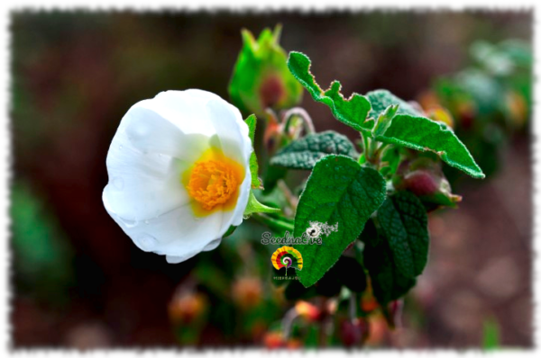 Jara morisca - Cistus salviifolius - 300 semillas