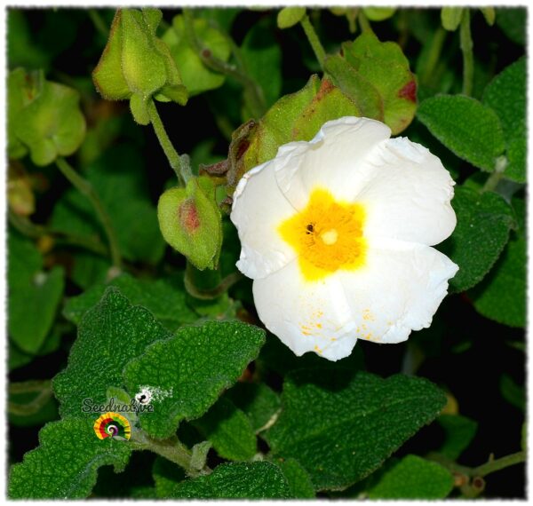 Jara morisca - Cistus salviifolius - 300 semillas - Imagen 3