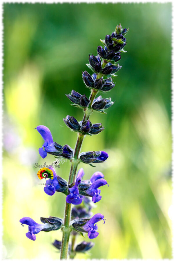 Balsamina - Salvia Verbenaca - 300 semillas