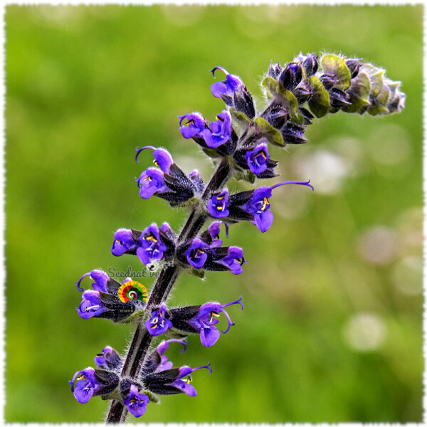 Balsamina - Salvia Verbenaca - 300 semillas - Imagen 3