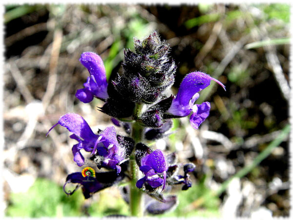 Balsamina - Salvia Verbenaca - 300 semillas - Imagen 2