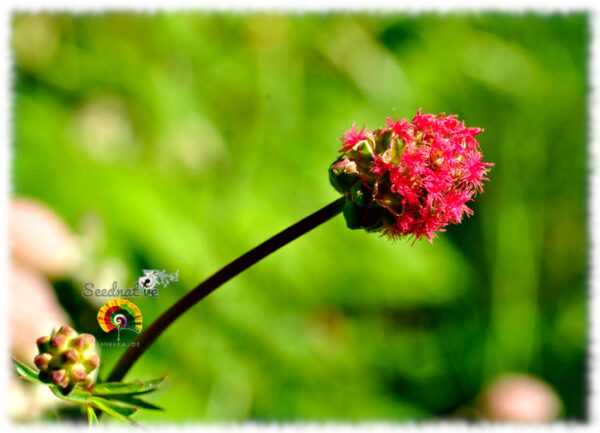 Sanguisorba - Sanguisorba minor - 500 semillas