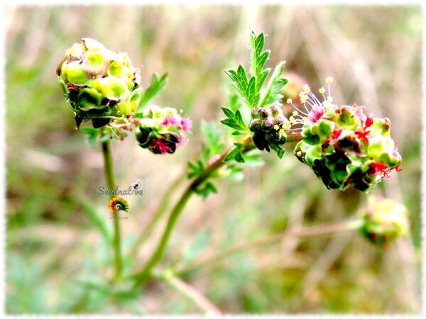 Sanguisorba - Sanguisorba minor - 500 semillas - Imagen 3