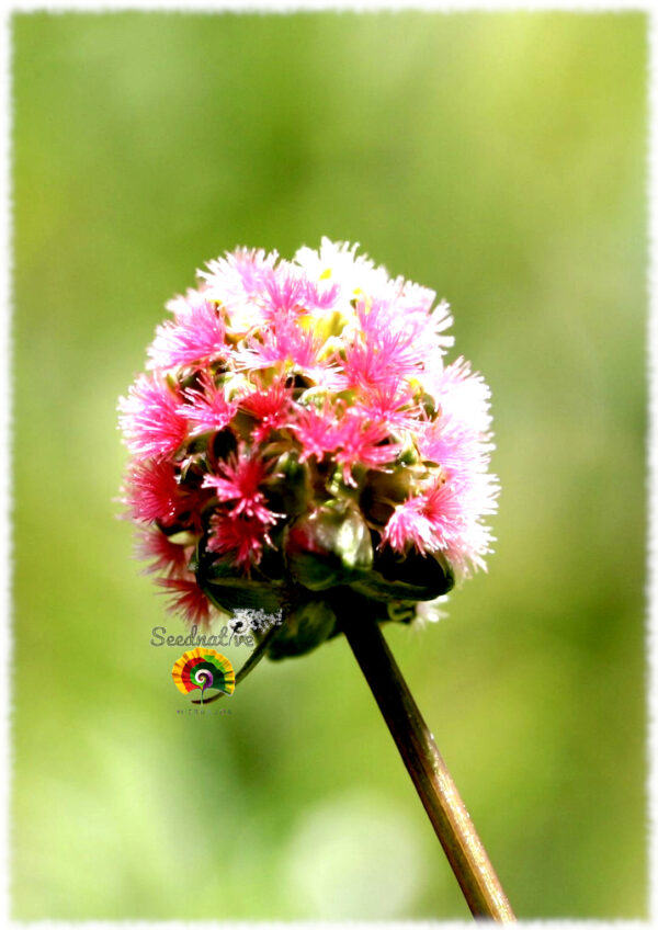 Sanguisorba - Sanguisorba minor - 500 semillas - Imagen 2