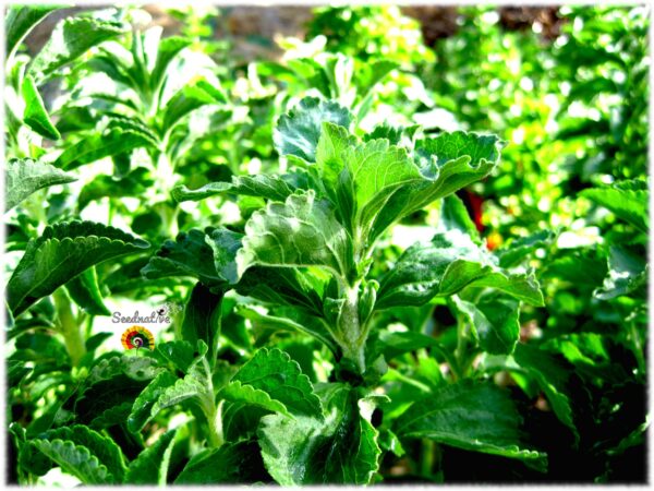 Stevia - Stevia rebaudiana - 100 semillas - Imagen 4