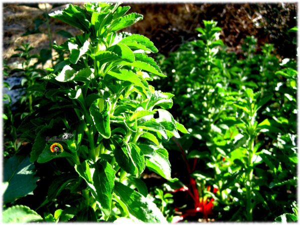 Stevia - Stevia rebaudiana - 100 semillas - Imagen 3