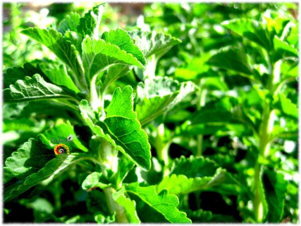 Stevia - Stevia rebaudiana - 100 semillas