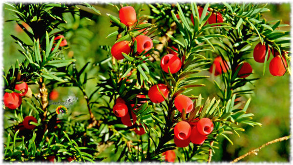 Tejo negro - Taxus baccata - 10 semillas - Imagen 3