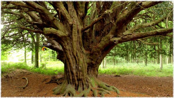 Tejo negro - Taxus baccata - 10 semillas - Imagen 2