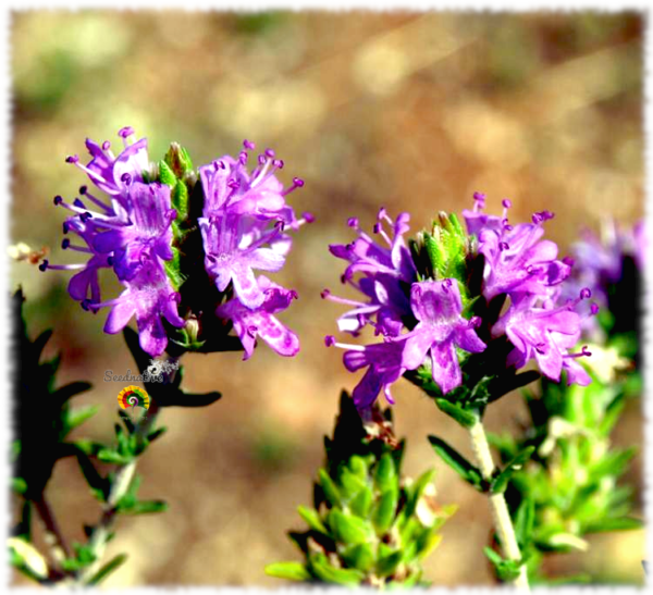 Tomillo andaluz - Thymbra capitata - 500 semillas - Imagen 3