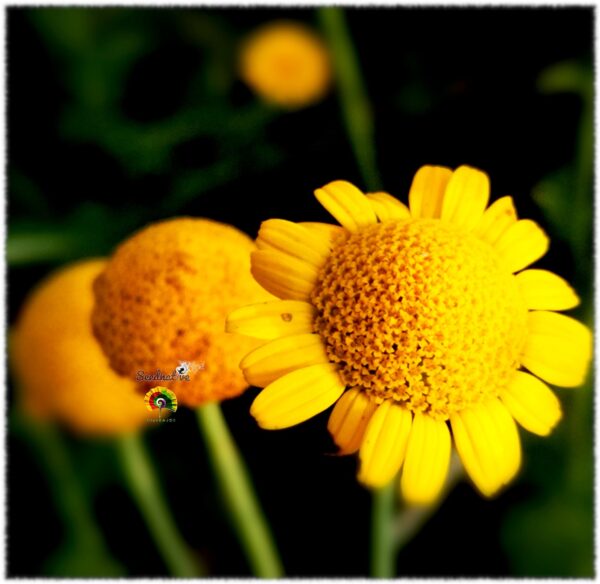 Manzanilla de los tintes - Anthemis tinctoria - 500 semillas - Imagen 2