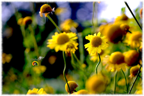 Manzanilla de los tintes - Anthemis tinctoria - 500 semillas