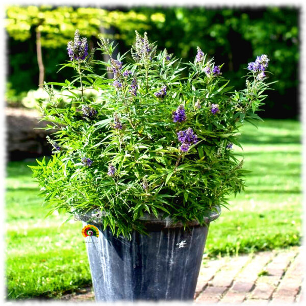 Sauzgatillo - Vitex agnus castus - 50 semillas - Imagen 3