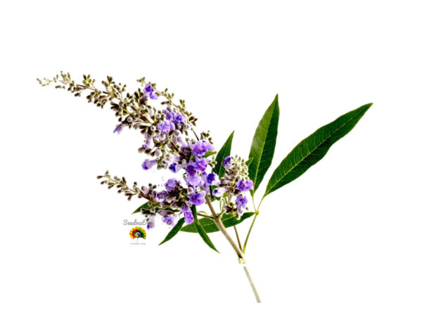 Sauzgatillo - Vitex agnus castus - 50 semillas