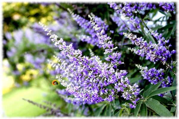 Sauzgatillo - Vitex agnus castus - 50 semillas - Imagen 2