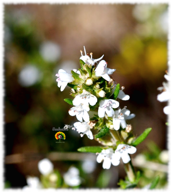 Tomillo salsero - Thymus zygis gracilis - 500 semillas