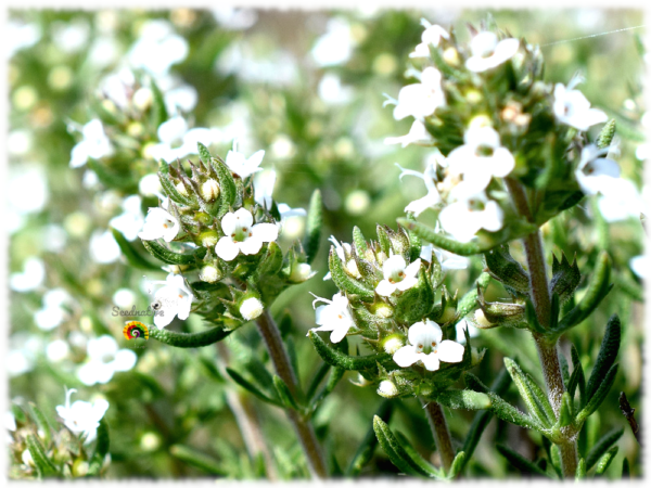 Tomillo salsero - Thymus zygis gracilis - 500 semillas - Imagen 3