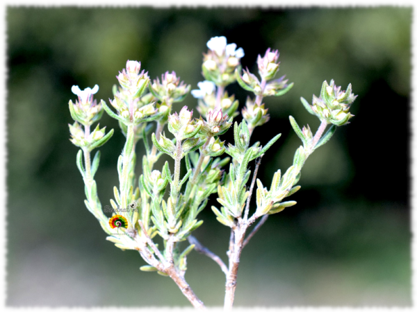 Tomillo salsero - Thymus zygis gracilis - 500 semillas - Imagen 4