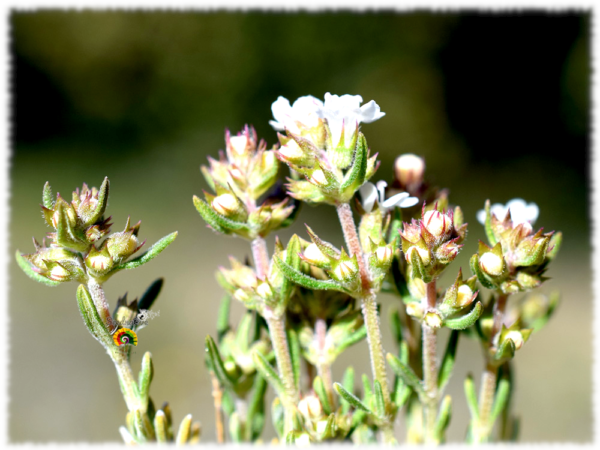 Tomillo salsero - Thymus zygis gracilis - 500 semillas - Imagen 5