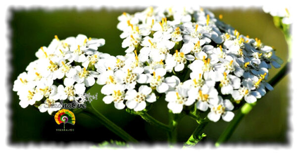 Milenrama - Achillea millefolium - 3000 semillas - Imagen 4