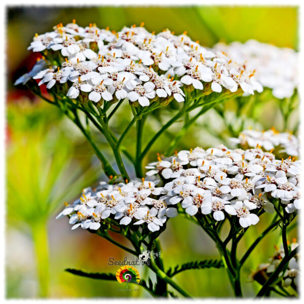 Milenrama - Achillea millefolium - 3000 semillas - Imagen 2