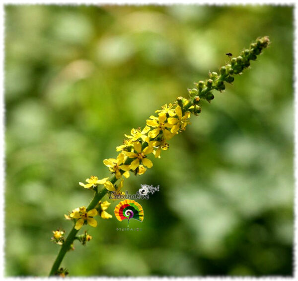 Agrimonia eupatoria - Agrimonia - 30 semillas - Imagen 3