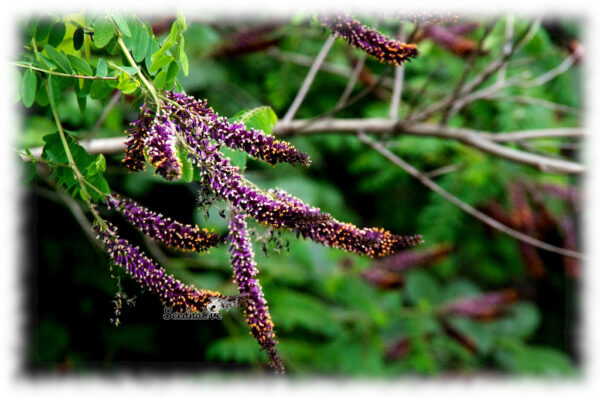 Falso índigo - Amorpha fruticosa - 500 semillas - Imagen 3