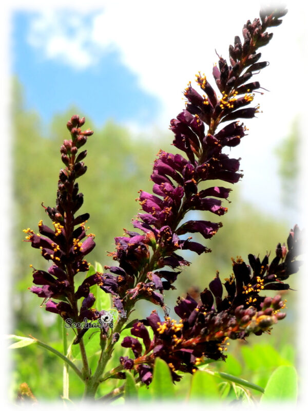 Falso índigo - Amorpha fruticosa - 500 semillas - Imagen 2