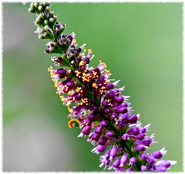 Falso índigo - Amorpha fruticosa - 500 semillas