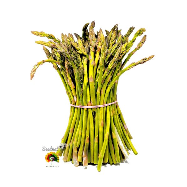 Espárrago triguero - Asparagus acutifolius - 50 semillas