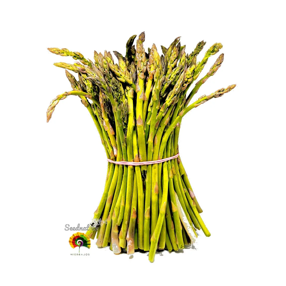 Semillas De Espárrago Triguero Silvestre (Asparagus Acutifolius), Sobre Con 10 Semillas, De Magic Garden Seeds