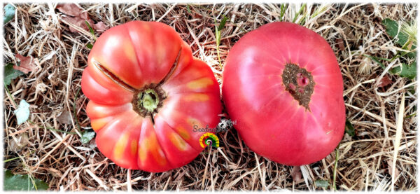 Tomate Brandywine Rosa - 15 semillas