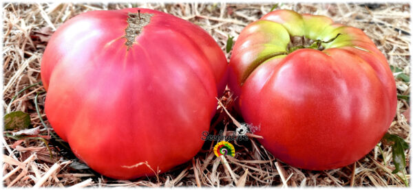 Tomate Brandywine Rosa - 15 semillas - Imagen 2