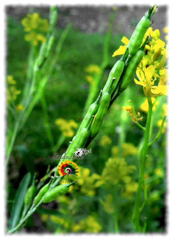 Mostaza negra - Brassica nigra - 300 semillas - Imagen 2