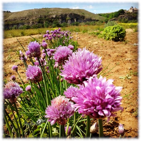 Cebollino de hoja ancha - Allium schoenoprasum - 1000 semillas - Imagen 3