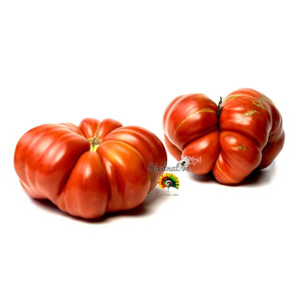 Tomate Grosse Rote - 25 semillas