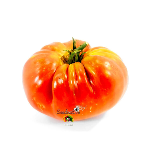 Tomate Grosse Rote - 25 semillas - Imagen 2