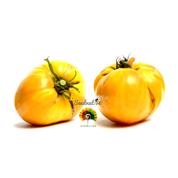 Tomate Huevo de Toro Amarillo - 15 semillas - Imagen 6