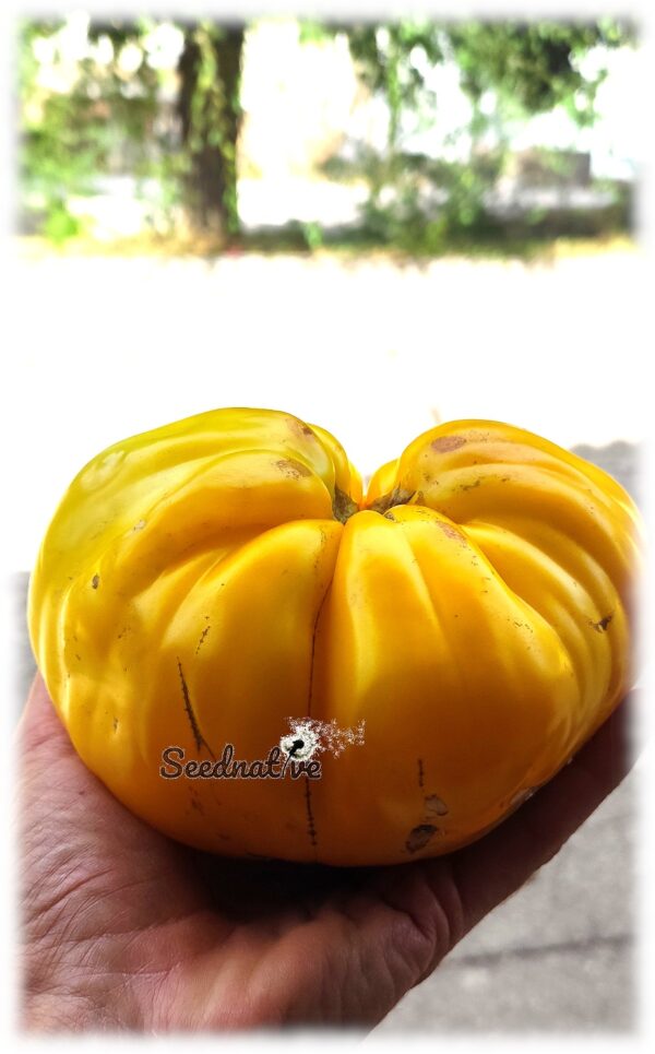 Tomate Huevo de Toro Amarillo - 15 semillas - Imagen 4