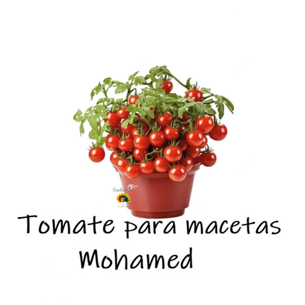 Tomate Mohamed - 25 semillas - Tomate para macetas