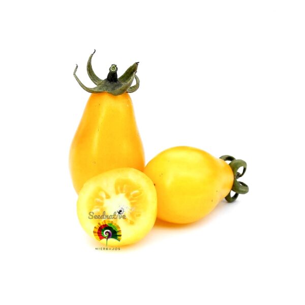 Tomate Yellow Pear - 50 semillas - Imagen 4