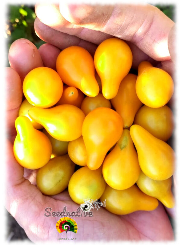 Tomate Yellow Pear - 50 semillas - Imagen 3