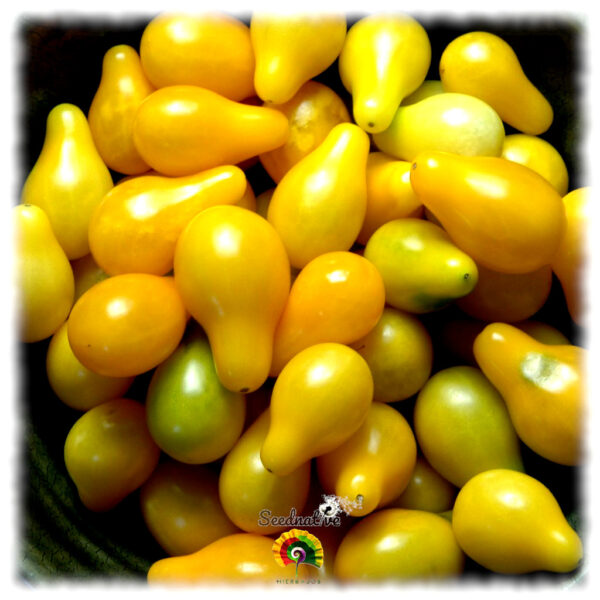 Tomate Yellow Pear - 50 semillas - Imagen 2