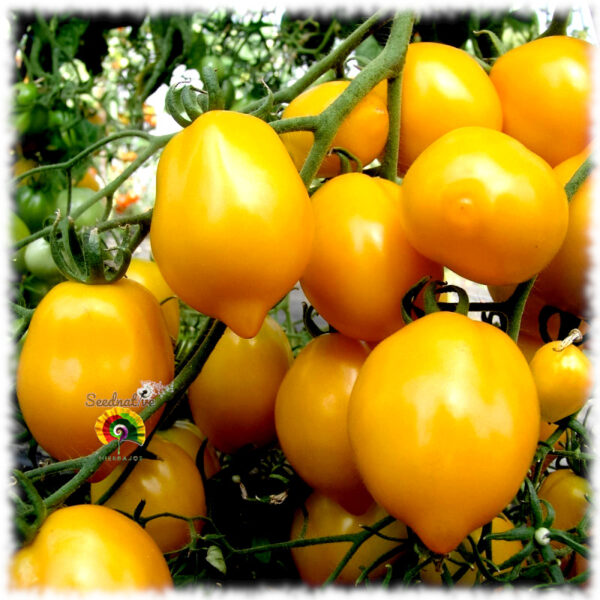 Tomate Plum Lemon - 15 semillas - Imagen 2